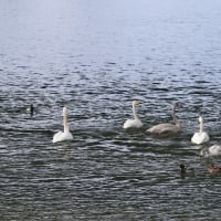 野鳥観察