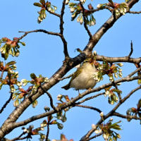 初めてヤブサメを撮りました