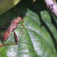 嫌な虫　ホソヘリカメムシ