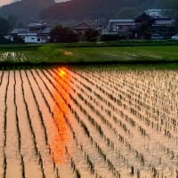 250703 夏至、「半夏生ず」頃、はや猛暑、ぐったり。夕刻ウオークで身体に鞭！田園夕陽を撮影！