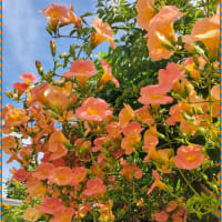 ノウゼンカズラ（凌霄花）