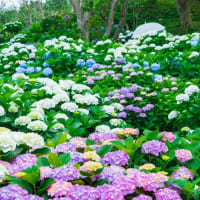 アジサイの花咲く、野母崎「長崎恐竜博物館」　2025/6/8