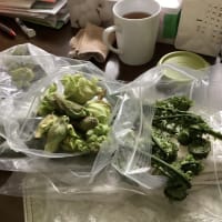 雪国の春、到来