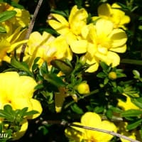 「相模原麻溝公園」では珍しい「イエローベル」が黄色の花！！
