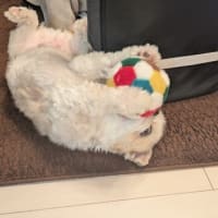 ボール遊び