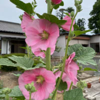 葵の花