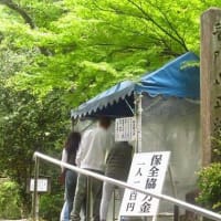 藤の寺 正法寺 2025