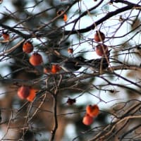 柿と小鳥