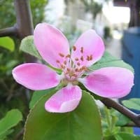 季節の花「花梨 （かりん）」