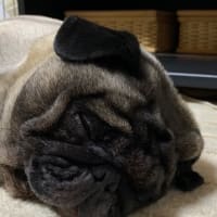 犬のケガ