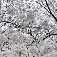 反町公園の桜　4月4日