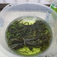 わらびの収穫と下処理