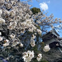 さくら満開