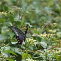 カラスアゲハ