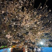 2025年の夜桜