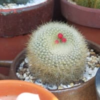 花盛り