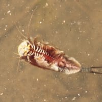 時は移ろい　世の中変わり果て