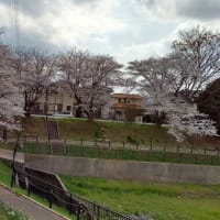近所の花見　（2025，4月）
