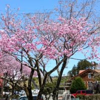 250414_御殿場の時之栖に桜を見に行ってきた