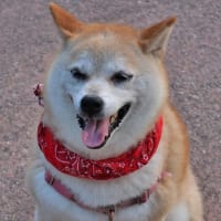 犬だって暑さは堪えます！・・・愛犬用冷却グッズ