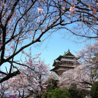 諏訪 高島城.....桜咲く