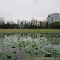 東京・上野公園をテクテク散歩・・・東京文化会館、西洋美術館、国立博物館などなど文化の香り溢れるインテリジェンス空間です　西郷さんにもご挨拶！