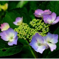 菖蒲園「久米南町」