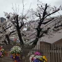 初桜