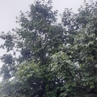 雨の中　古民家ギャラリーにて