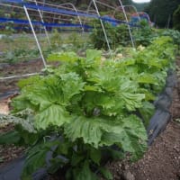 自家野菜が出来た