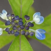 鉢植えのヤマアジサイ　a、天の川