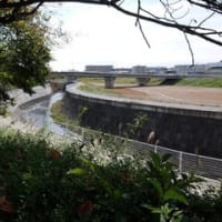 2024神奈川河川ﾎﾟﾀﾘﾝｸﾞ『比留川』⑦「蓼川」と「引地川」の合流～湘南台
