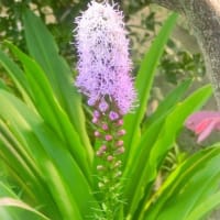 7月上旬の花写ン歩②