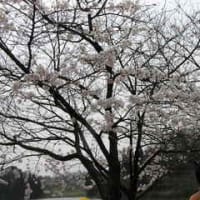 子どもと桜を満喫する
