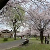 足立区舎人公園内のMay桜が満開！