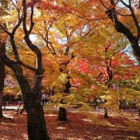紅葉の京都へ