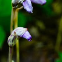 ナンバンギセルがニョキニョキ 続編（板橋区立赤塚植物園 2024.8.12撮影）