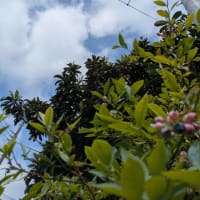 暑さが和らいだので庭を片付ける。
