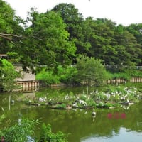 カイツブリ　残念
