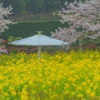 桜・菜の花にツツジ　有明の森フラワーパーク　～2024桜の名所めぐり～