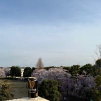 ギネスと桜の戯れ