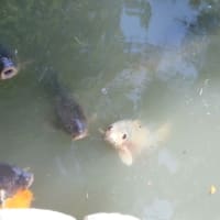 偉大な水の物語No.619宇宙編　星座586＋微生物びっくり箱108＋野菜