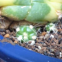 「ペンタカンサ錦」も植え替えてみました　　　追記です