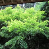 最後のカヌーバスケット・・・