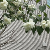 ６月の庭は次々とお花が　