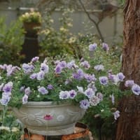 気になってたお花を撮りました