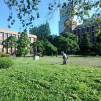 東北大学片平キャンパス　　草刈り