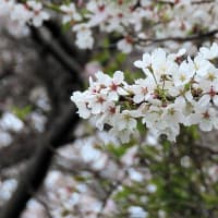 桜　令和7年　古賀市　その２