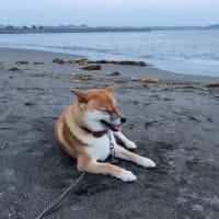 ただいま毎日キュウリDAY