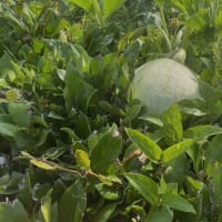 初夏の農産物・・・2025年7月
